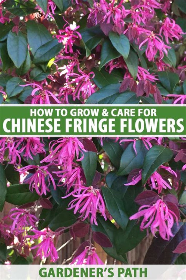 How do you care for a Chinese fringe tree