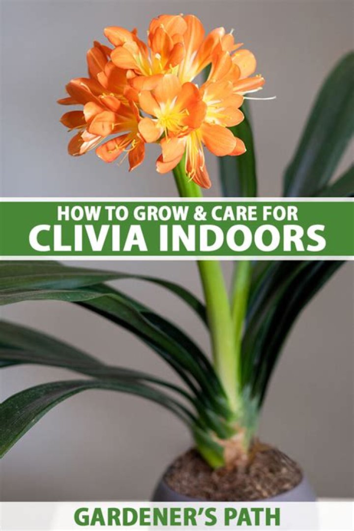 How do you care for a clivia plant