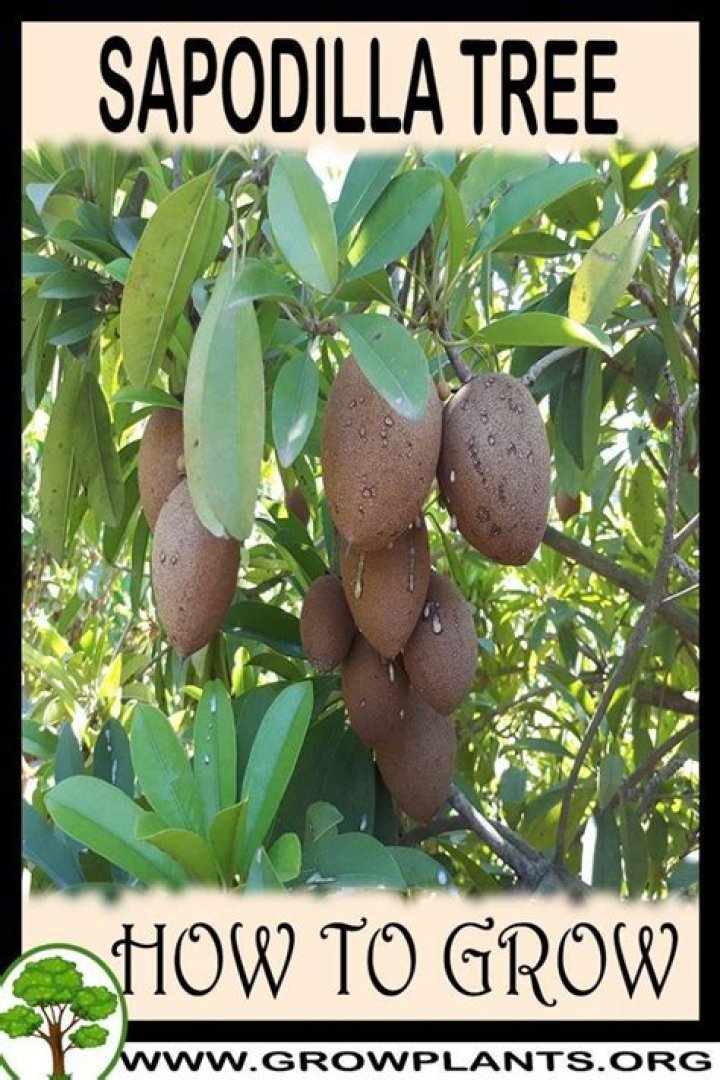 How do you care for a sapodilla tree