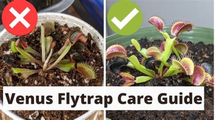 How do you care for a Venus fly trap indoors UK