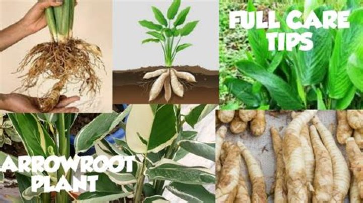 How do you care for an arrowroot plant?