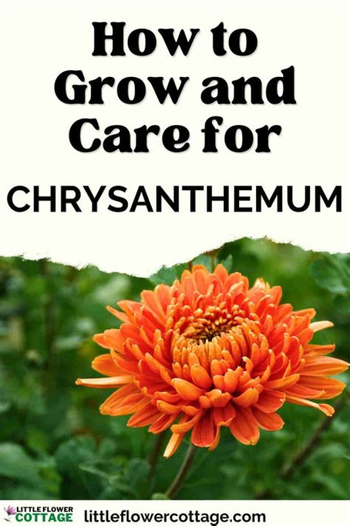 How do you care for Chrysanthemum morifolium