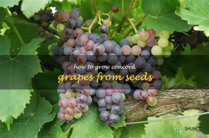 How do you care for Concord grapes