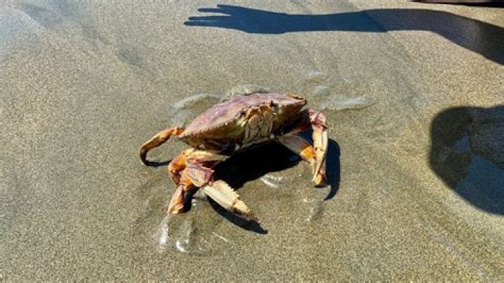 How do you catch a Dungeness crab from shore