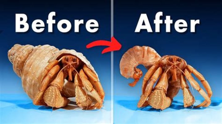 How do you clean hermit crab poop?