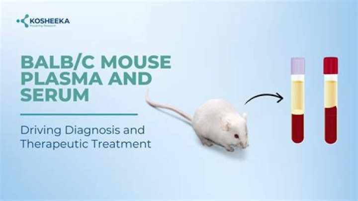 How do you collect the serum from mouse blood?