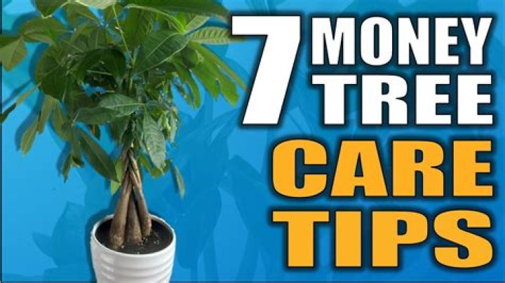 How do you convert a money tree to a bigger pot