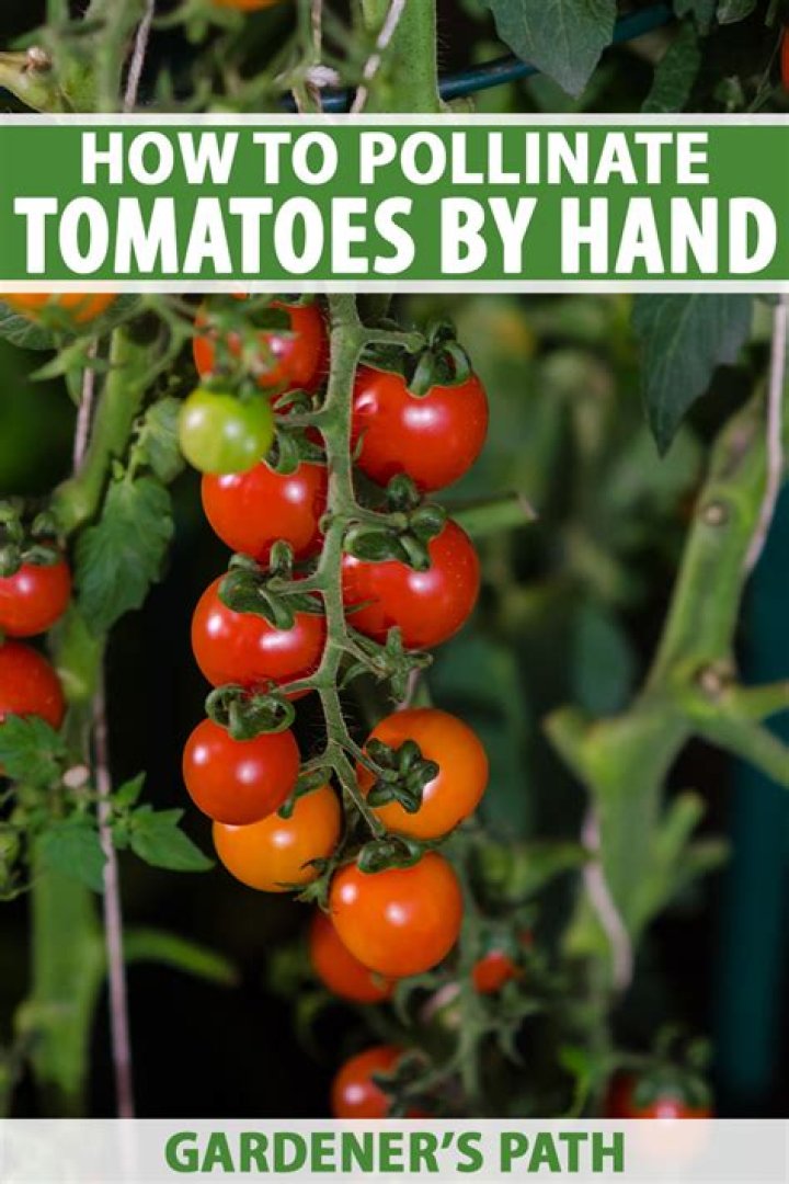 How do you cross pollinate tomatoes?