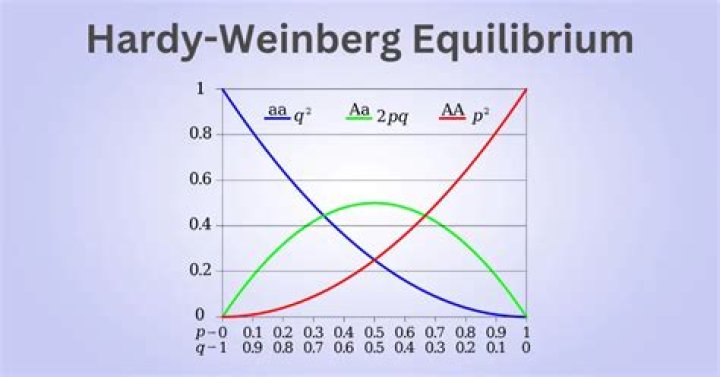 How do you determine Hardy Weinberg equilibrium
