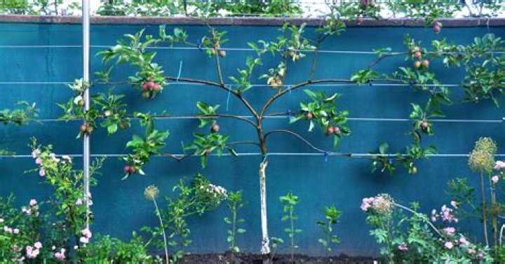 How do you Espalier