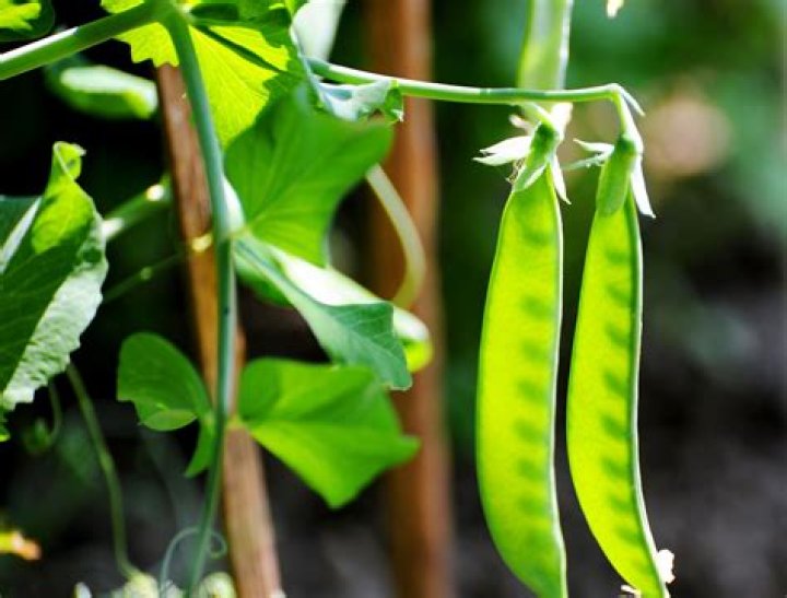 How do you freeze pea pods from the garden?