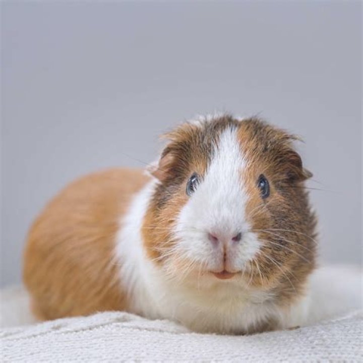 How do you get a pet guinea pig