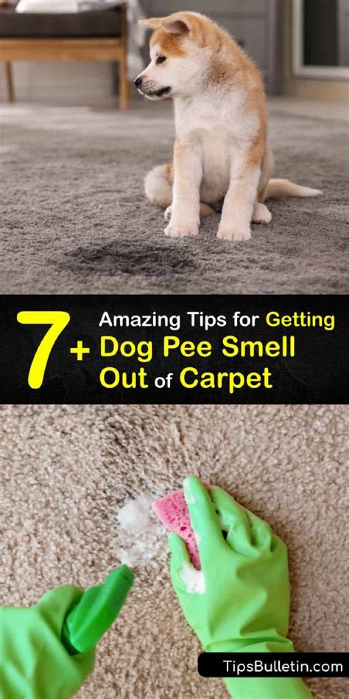 How do you get pet stains out of carpet permanently