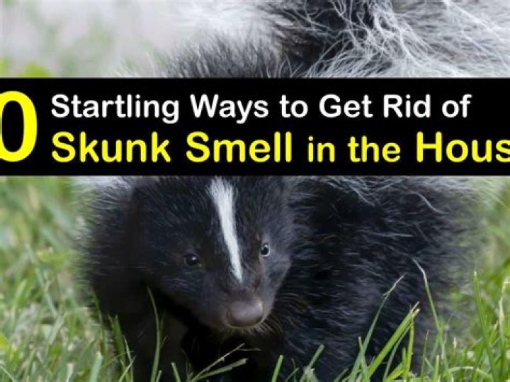 How do you get rid of a skunk smell under your house?