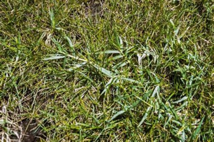How do you get rid of Bermuda centipede grass