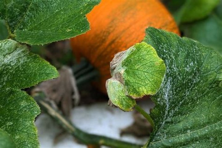 How do you get rid of mildew on pumpkin leaves?