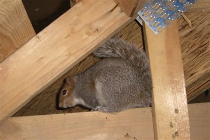How do you get rid of squirrels in your attic