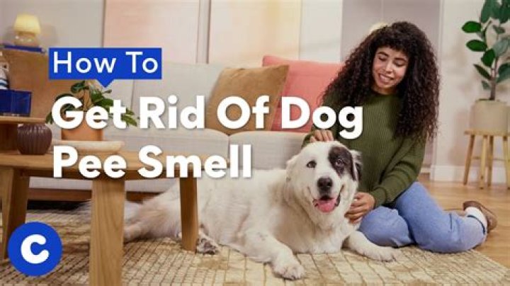 How do you get rid of the smell of new leather shoes?