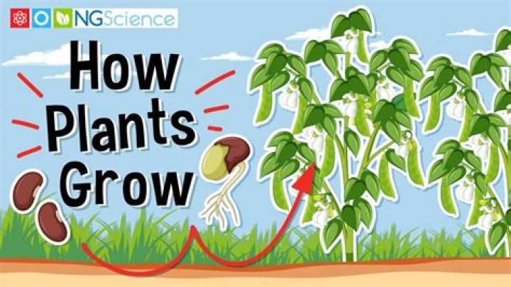 How do you grow a mother plant from a seed?