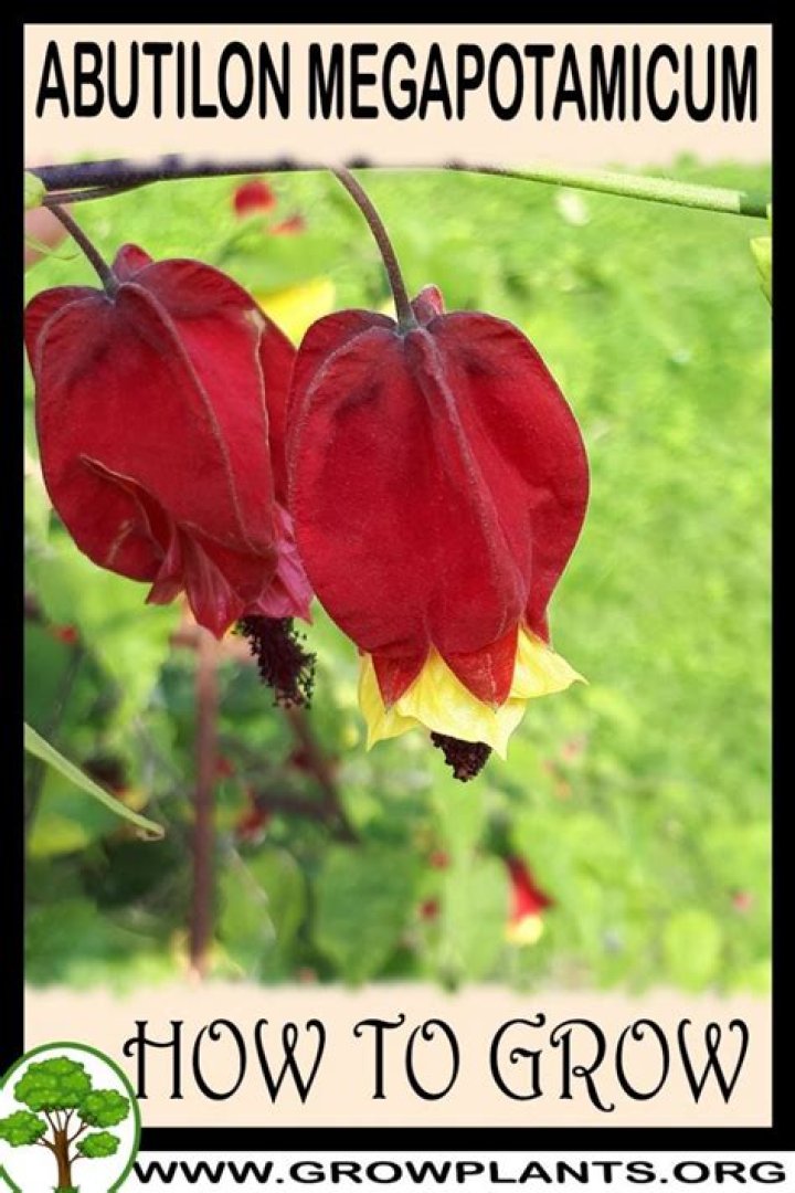 How do you grow Abutilon Megapotamicum?