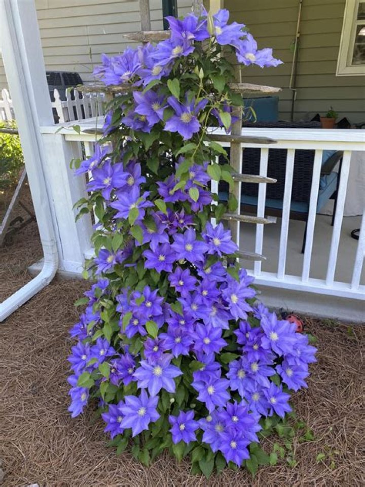 How do you grow clematis vines