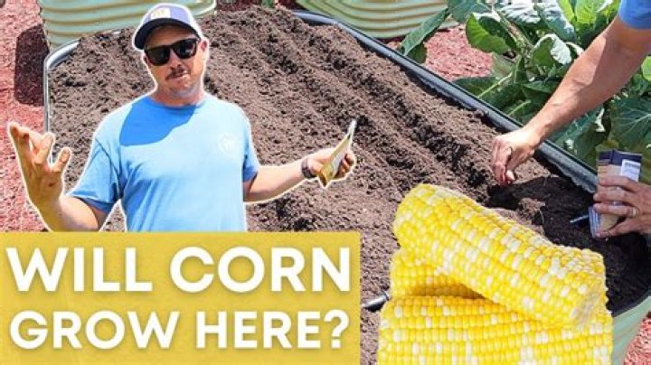 How do you grow corn in southern California