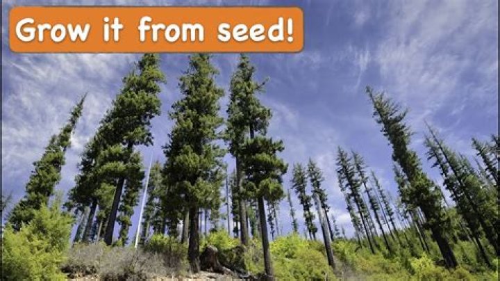 How do you grow Fraser fir from seed?