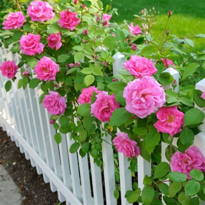 How do you grow roses from rose bushes?