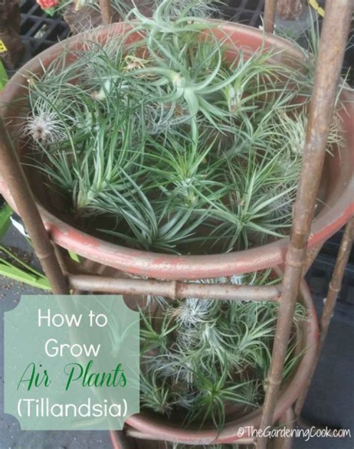 How do you grow Tillandsia