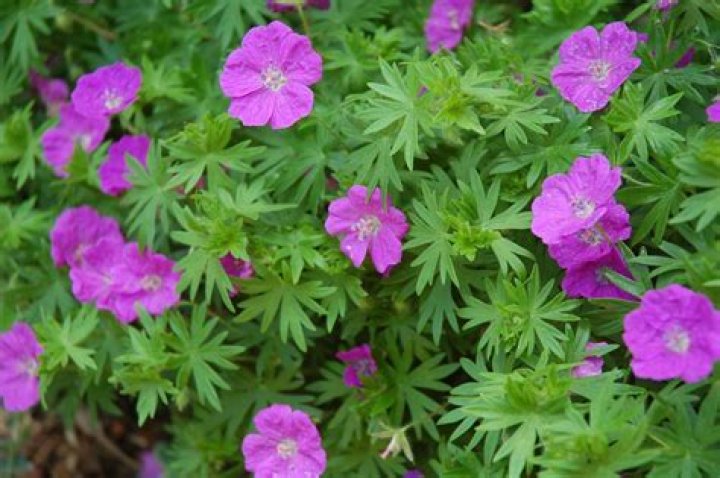 How do you grow wild geraniums