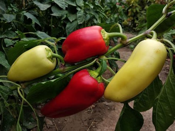 How do you harvest poblano peppers
