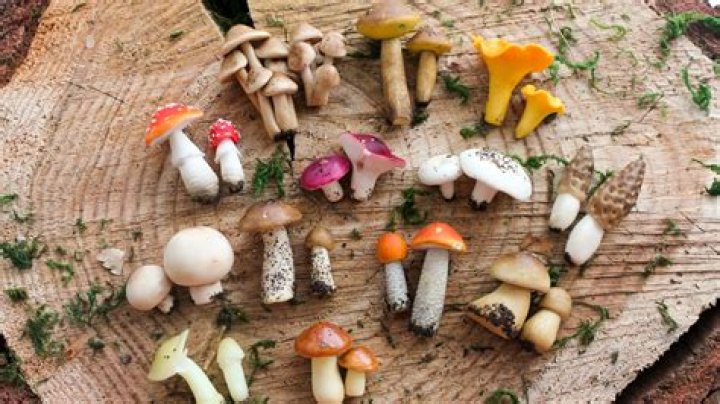 How do you identify a larvae beetle