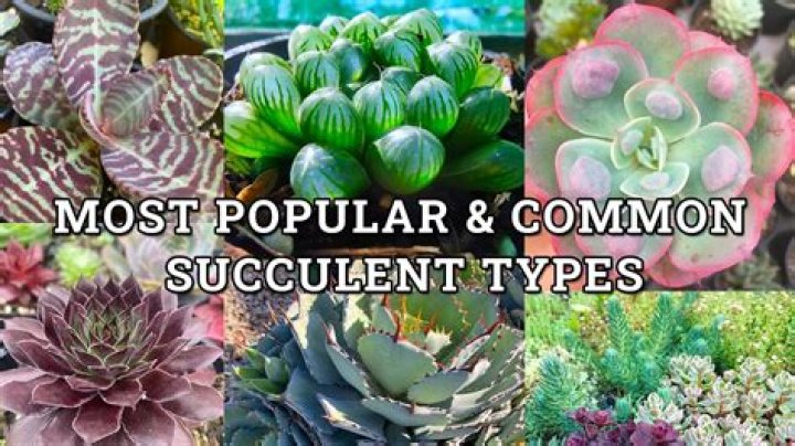 How do you identify a succulent