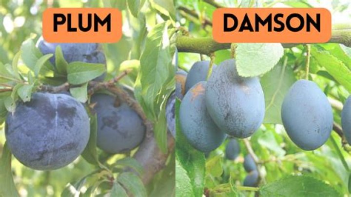 How do you identify black ash