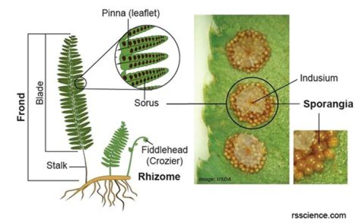 How do you identify fiddlehead ferns?