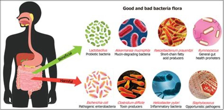 How do you increase good gut bacteria