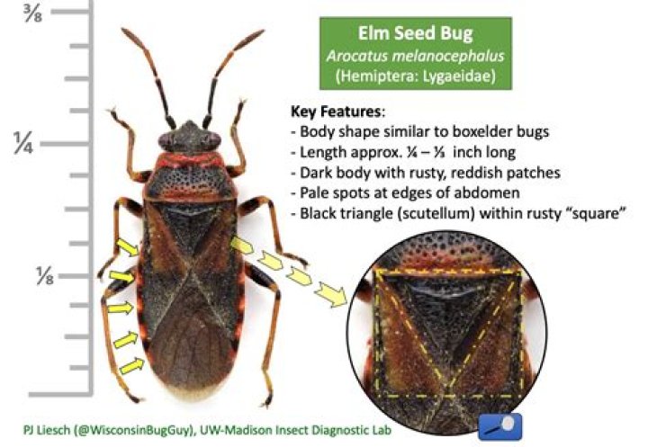 How do you keep Elm bugs away?