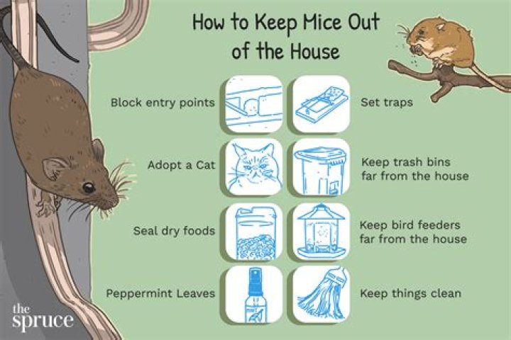 How do you keep mice out of outdoor equipment