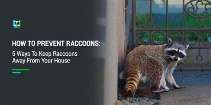 How do you keep racoons away from your house?