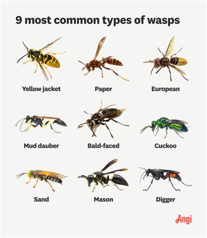 How do you kill a wasp in the house?