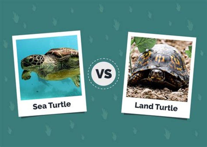 How do you know if a turtle egg is bad?