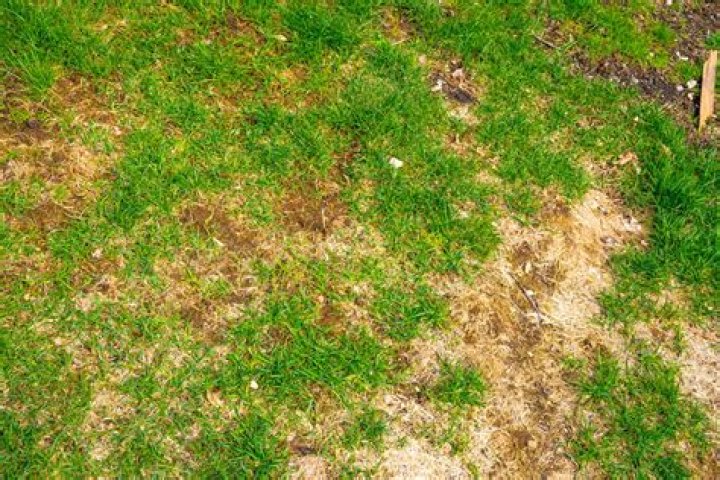 How do you know if you have dormant grass