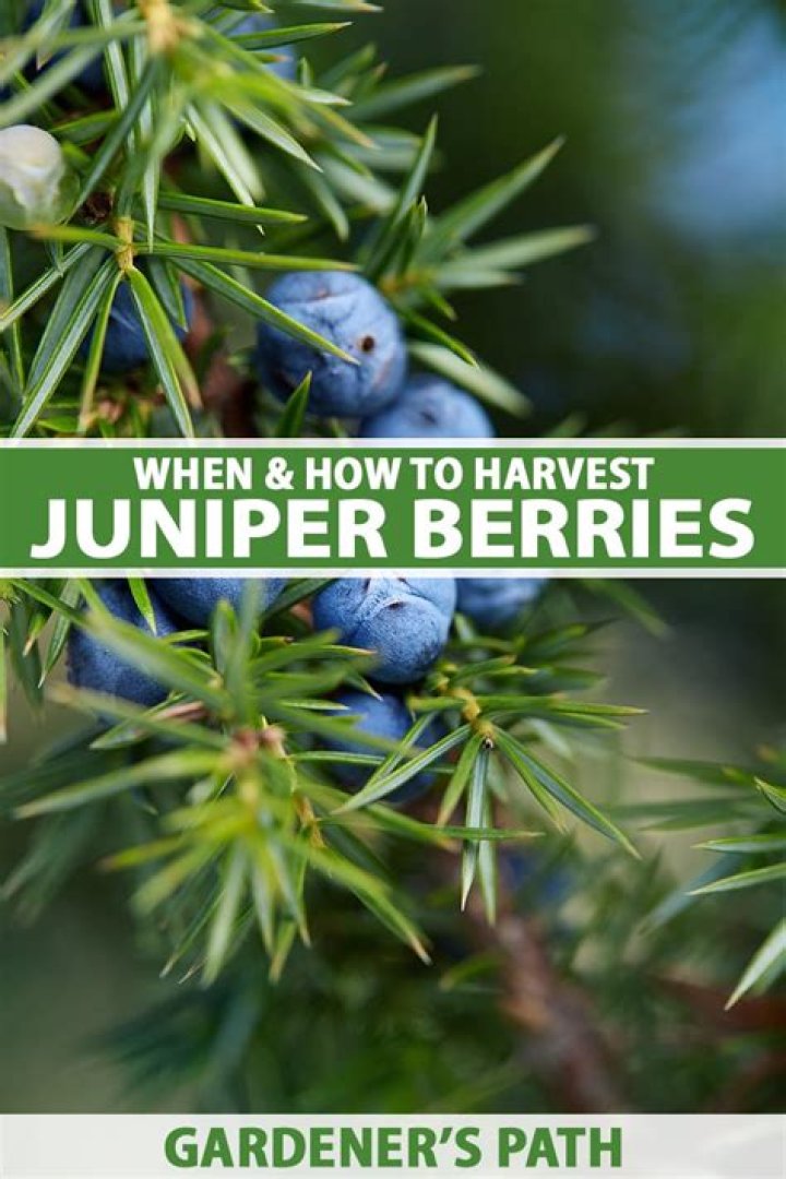 How do you know when Juniper berries are ripe