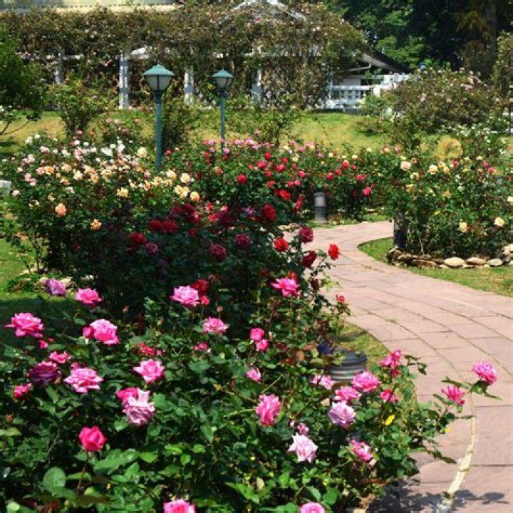 How do you layout a rose garden