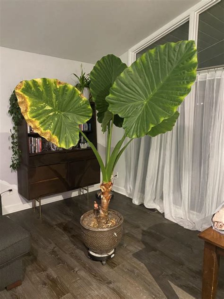 How do you look after an indoor elephant ear plant