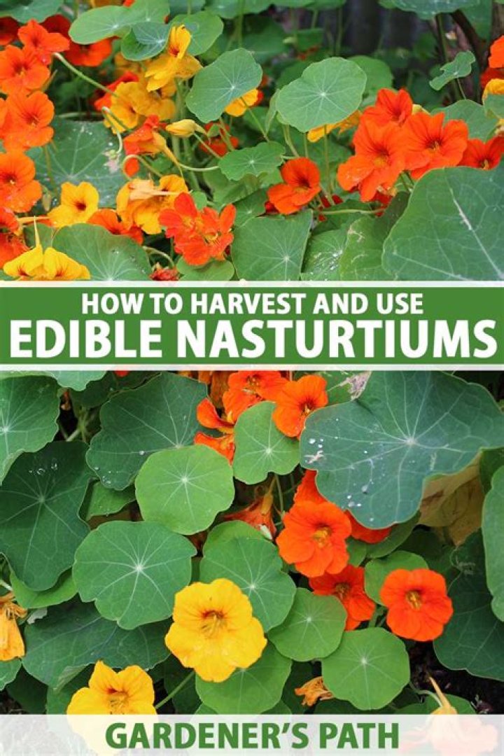 How do you maintain nasturtiums