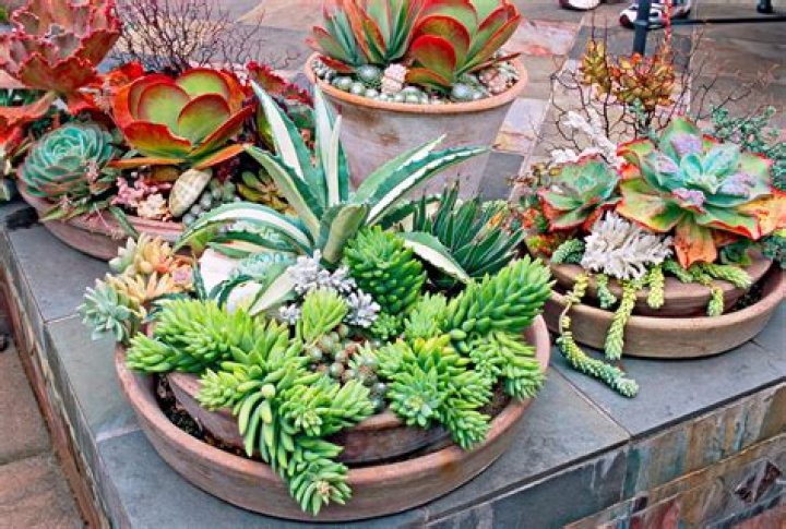 How do you make a cactus and succulent garden?