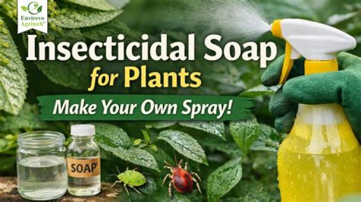 How do you make insecticidal soap for aphids?