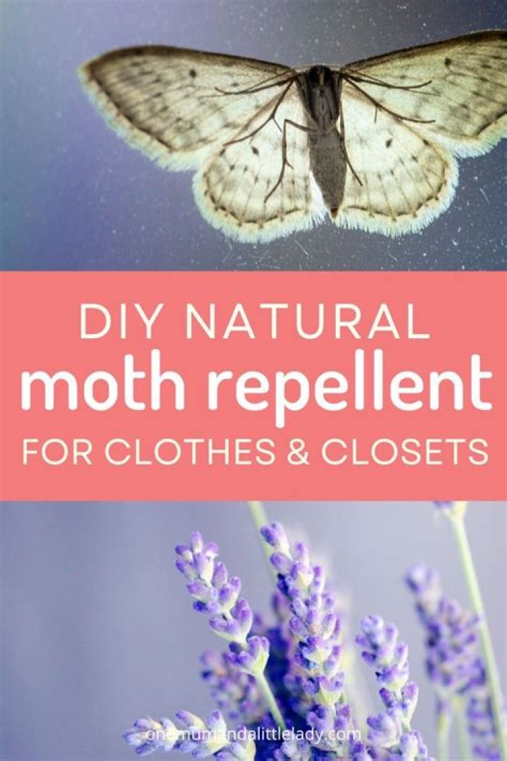 How do you make lavender moth repellent