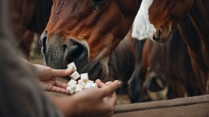 How do you make sugar cubes for horses?